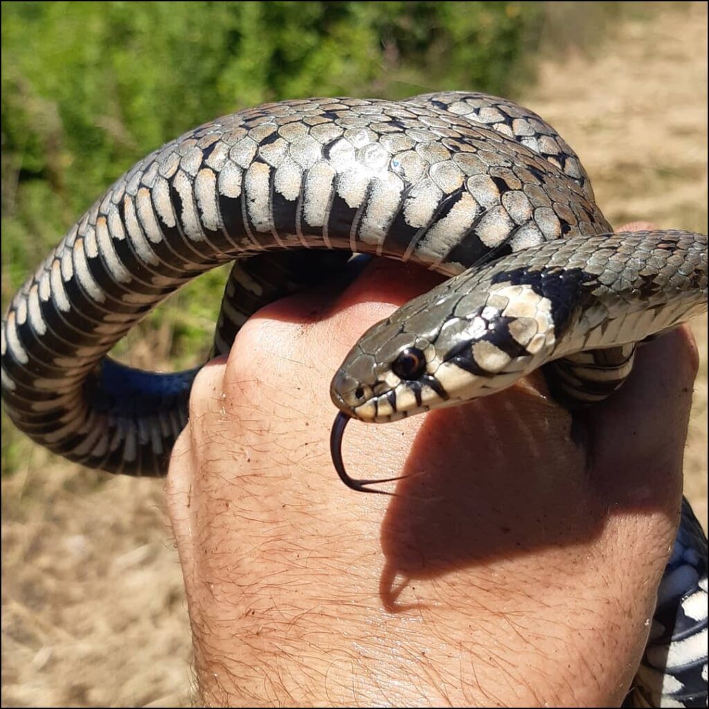 Swiss collared snake Natrix natrix tom spirit voyage - Hitchhiking Eastern Europe