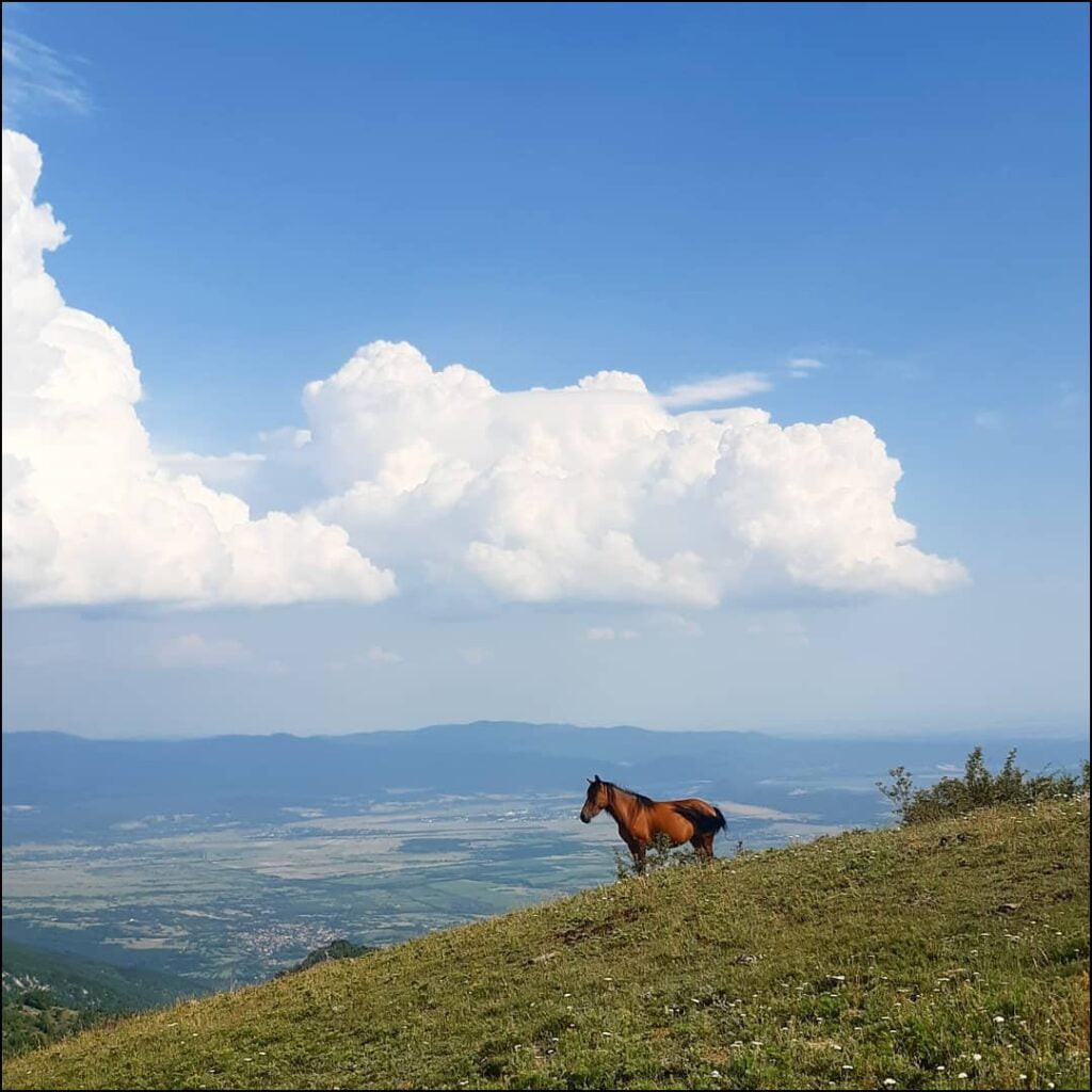 Balkan Serbian landscape horse tom spirit travel - Hitchhiking Eastern Europe