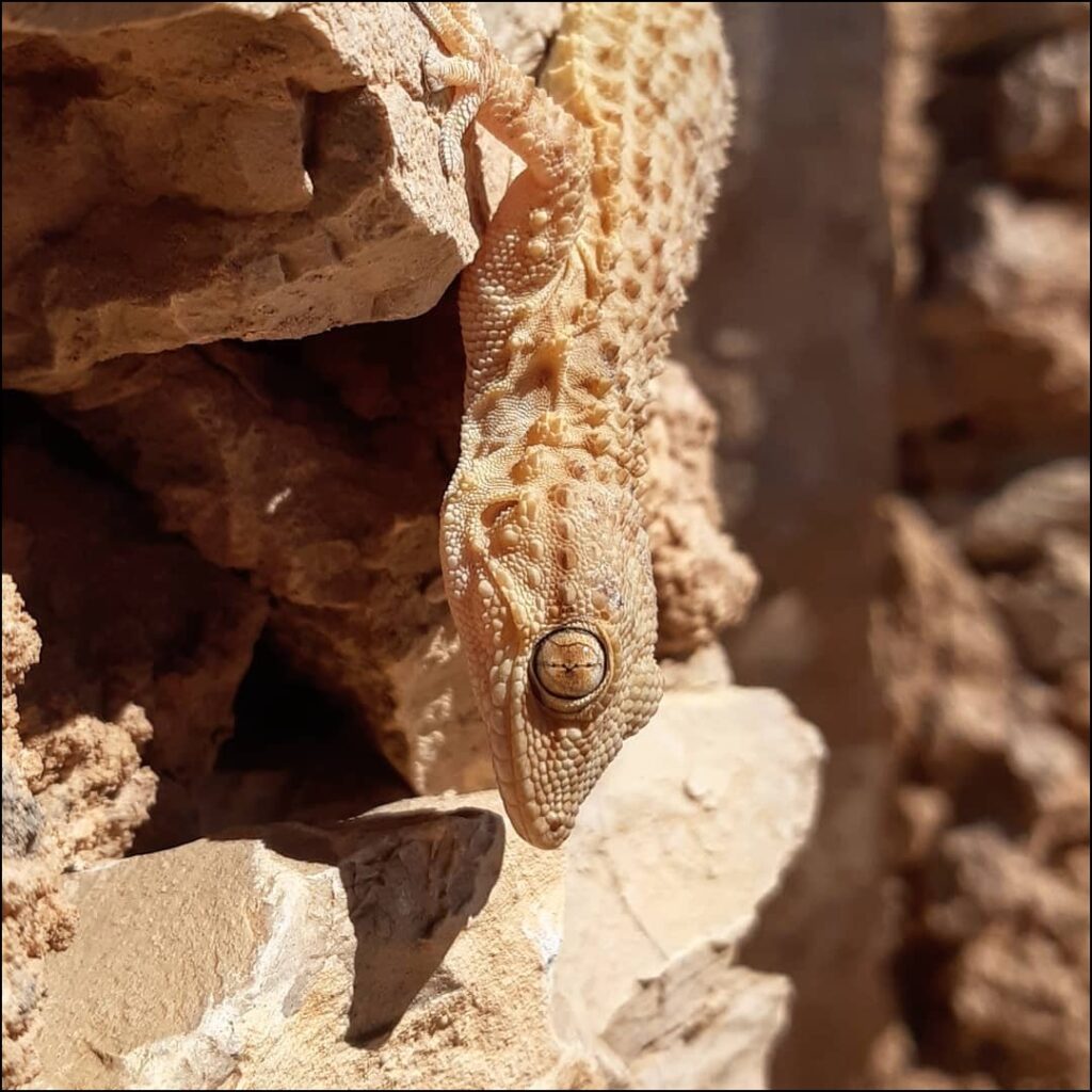 gecko de tunisie