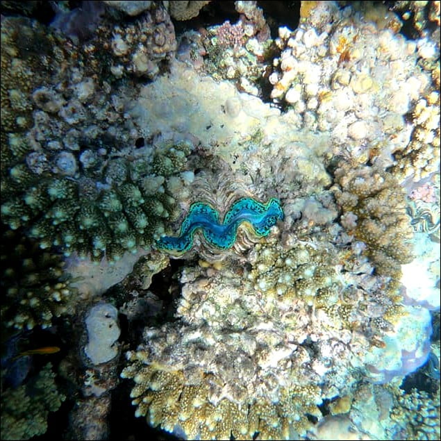 Blue clam in the Red Sea| Egypt