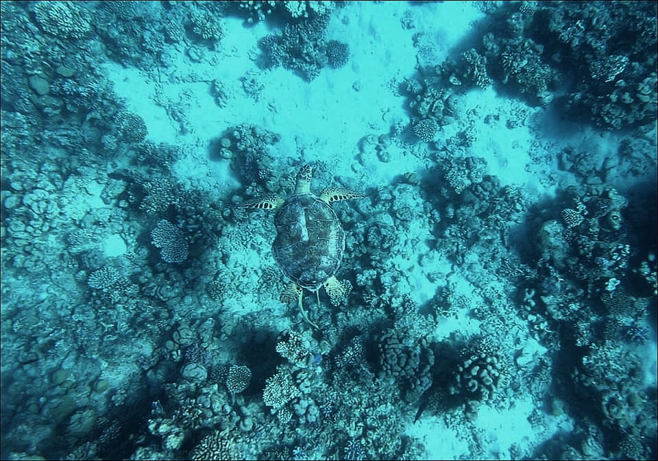 TORTUE VERTE - Chelonia mydas dans la Mer Rouge en Egypte