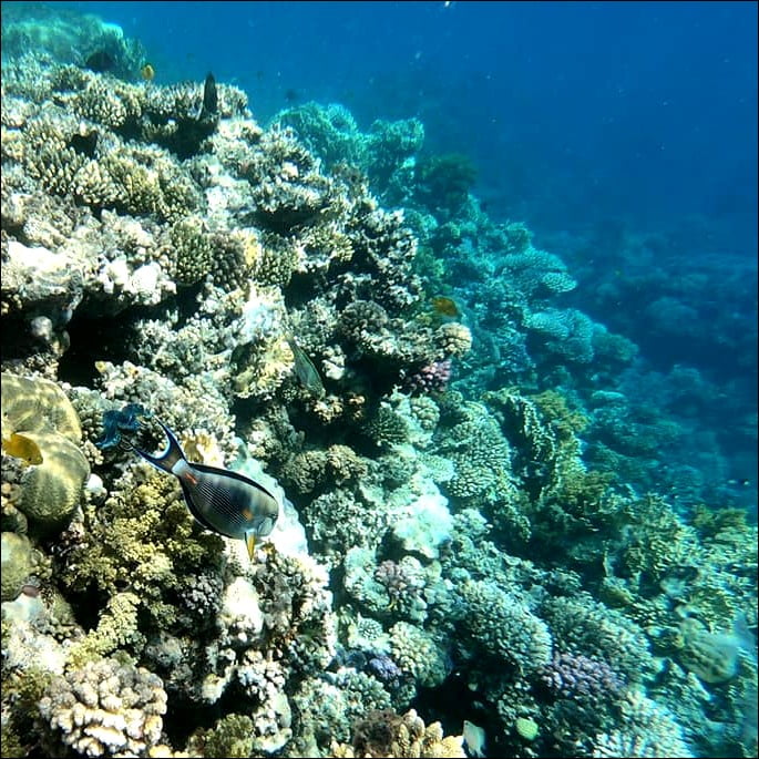 Snorkeling in the Red Sea (El Quseir) | EGYPT | Tom Spirit