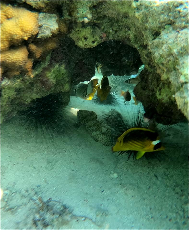 murène géante - Gymnothorax javanicus dans la Mer Rouge à El Quseir