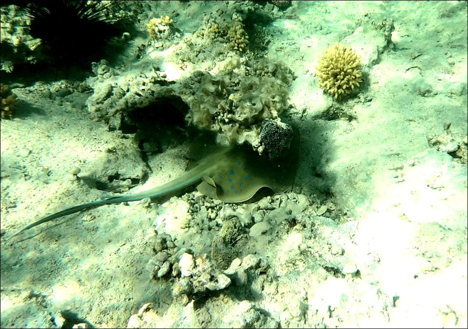 RAIE À POINTS BLEUS - Taeniura lymma | Mer Rouge - Egypte