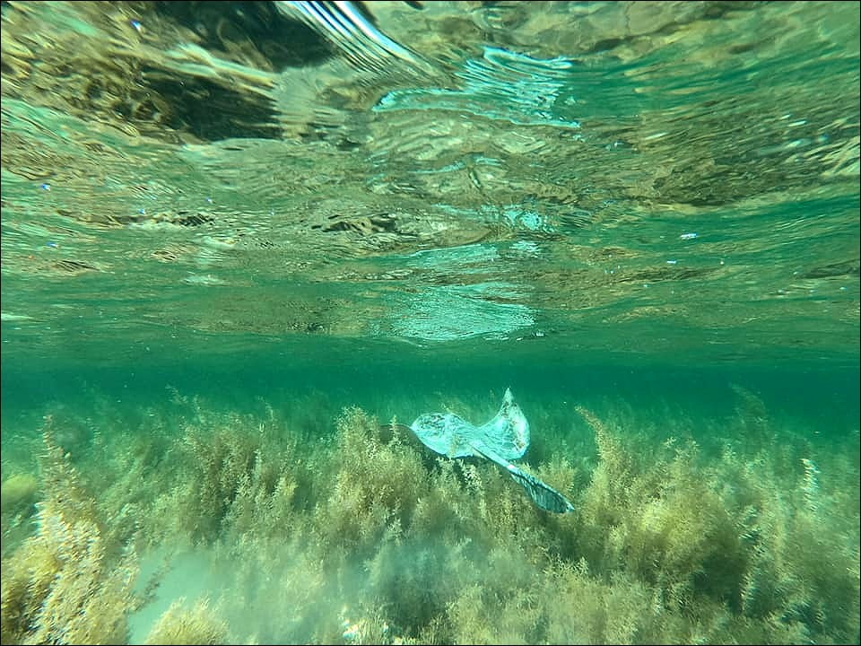 SATINGRAY - Pastinachus sephen | Red Sea in Egypt