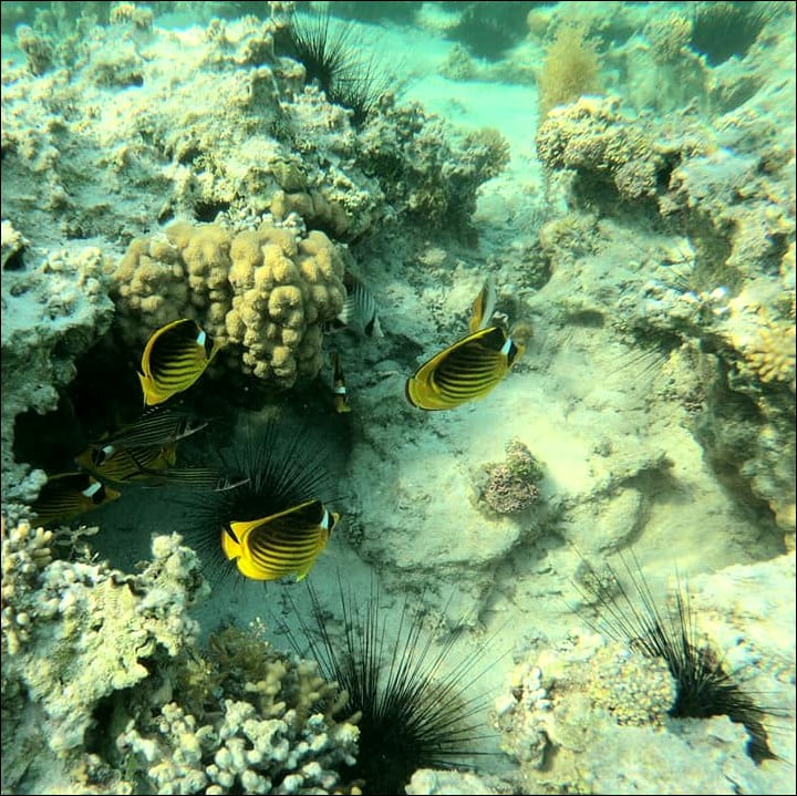 Snorkeling in the Red Sea (El Quseir) | EGYPT | Tom Spirit