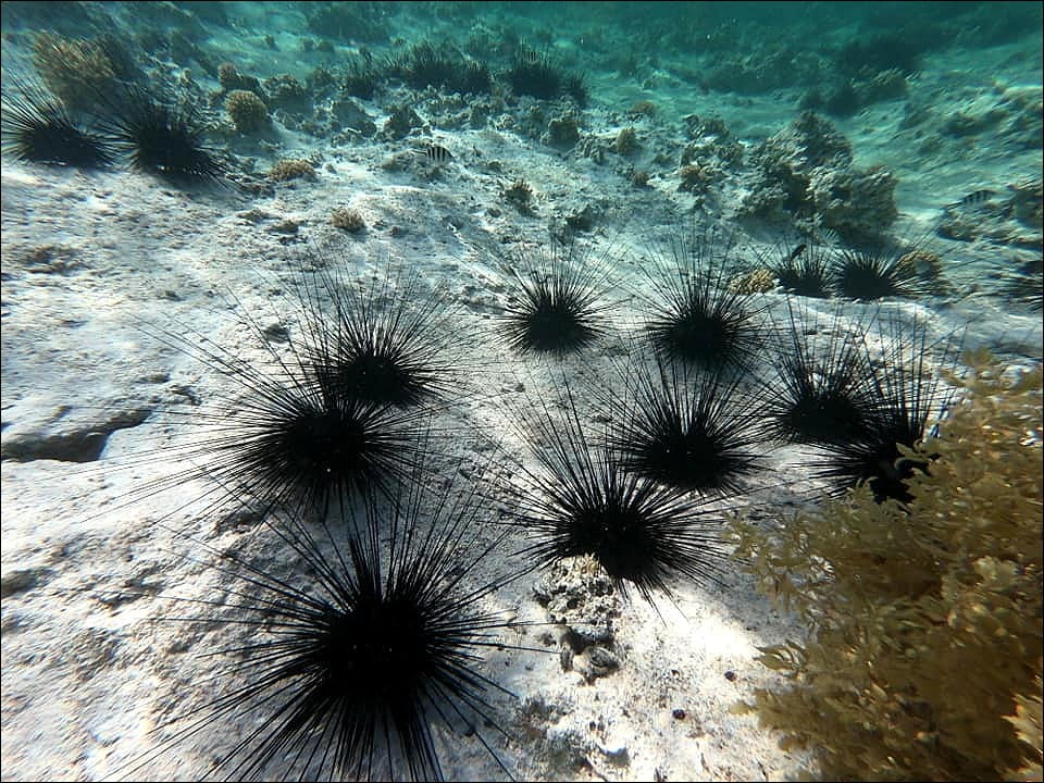 OURSIN DIADEM - Diadema setosum in the Red Sea of Egypt