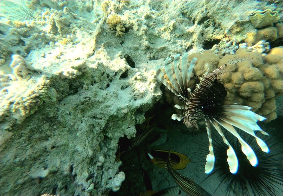 Flying scorpionfish - Pterois volitans | El Quseer - Red Sea
