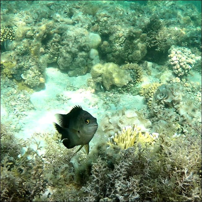 Snorkeling in the Red Sea (El Quseir) | EGYPT | Tom Spirit