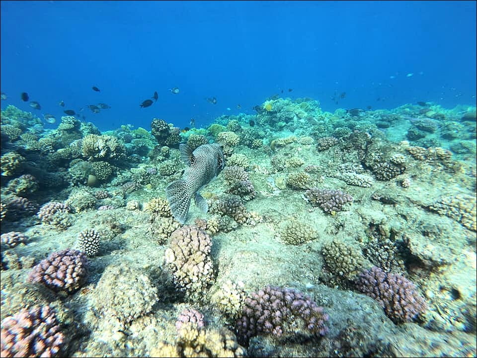 STAR BALLOONFISH - Arothron stellatus | Red Sea