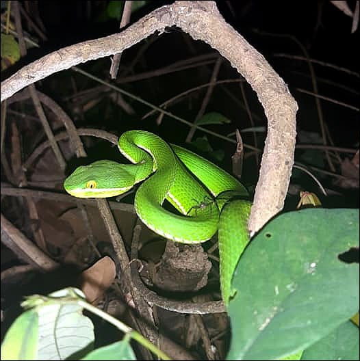 Thai bamboo rattlesnake