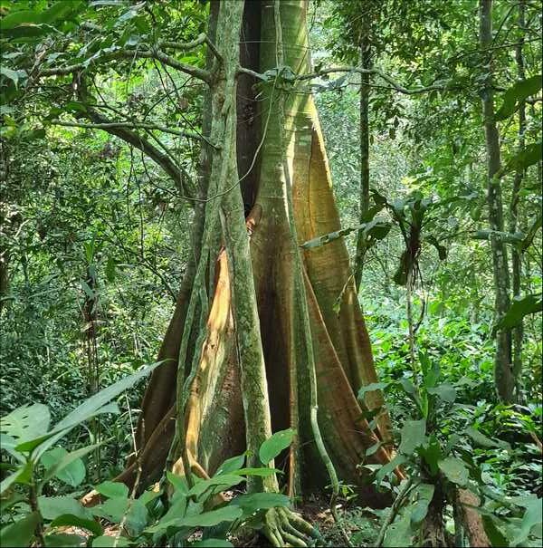 Lutoboka Forest