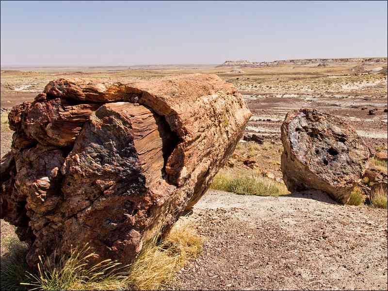 Petrified forest in Egypt