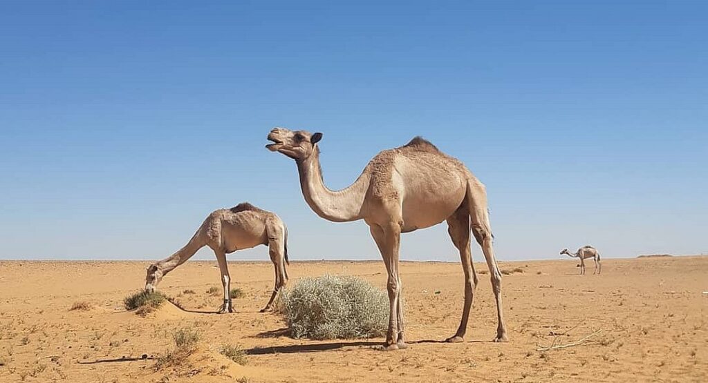 How to get the Sudan visa in Egypt