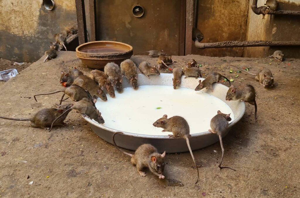 Visiter le temples des rats à Deshnoke près de Bikaner