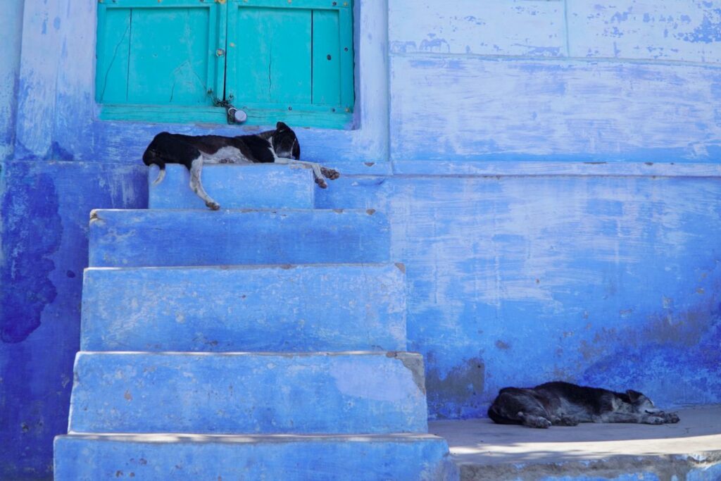 Jodhpur la ville bleue