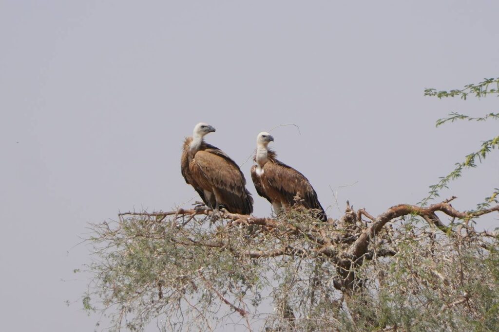 Griffons vautour eurasiens à Bikaner