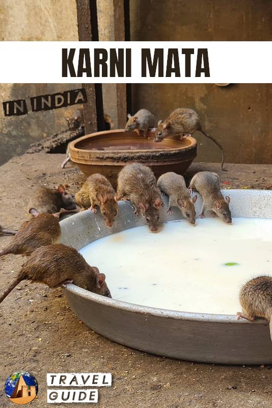 Visit the rat temple in Deshnoke, near Bikaner