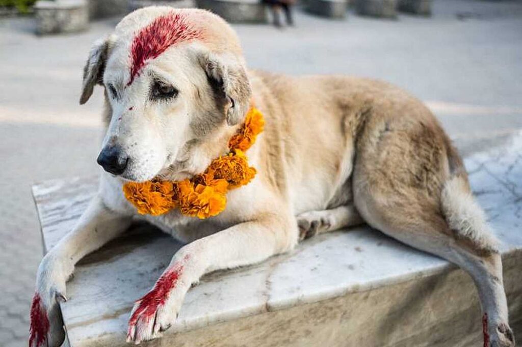 The temple of dog in India