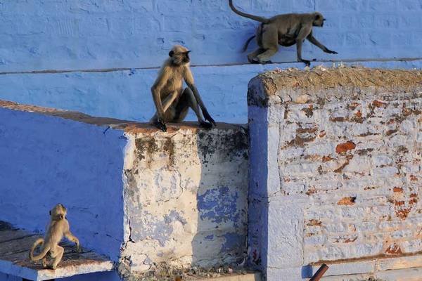 Des singes à Jodhpur