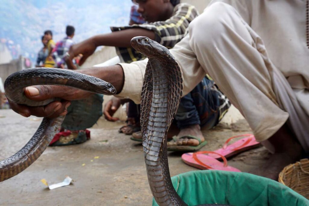 Le village des serpents en Inde
