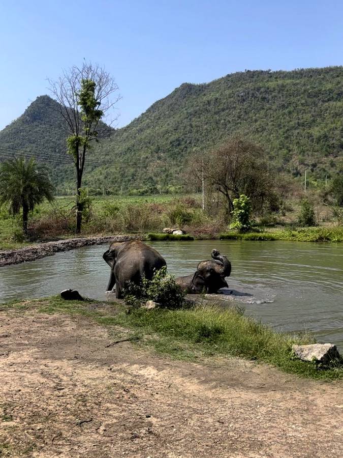 Voir les éléphants d'Asie en Thaïlande du Nord
